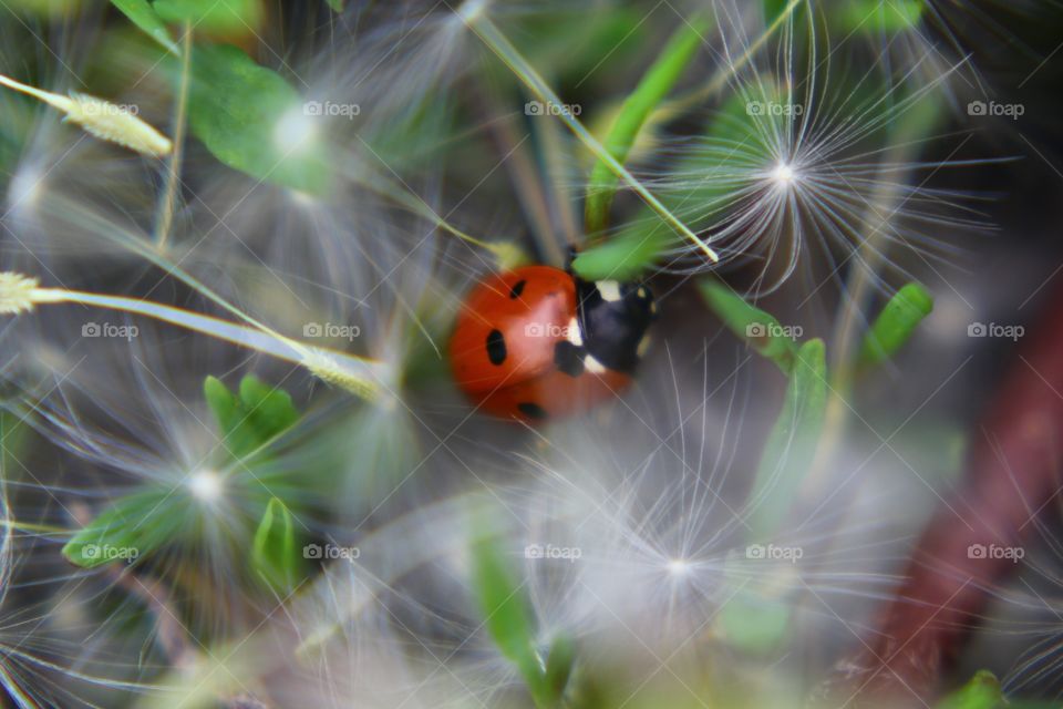 Ladybird