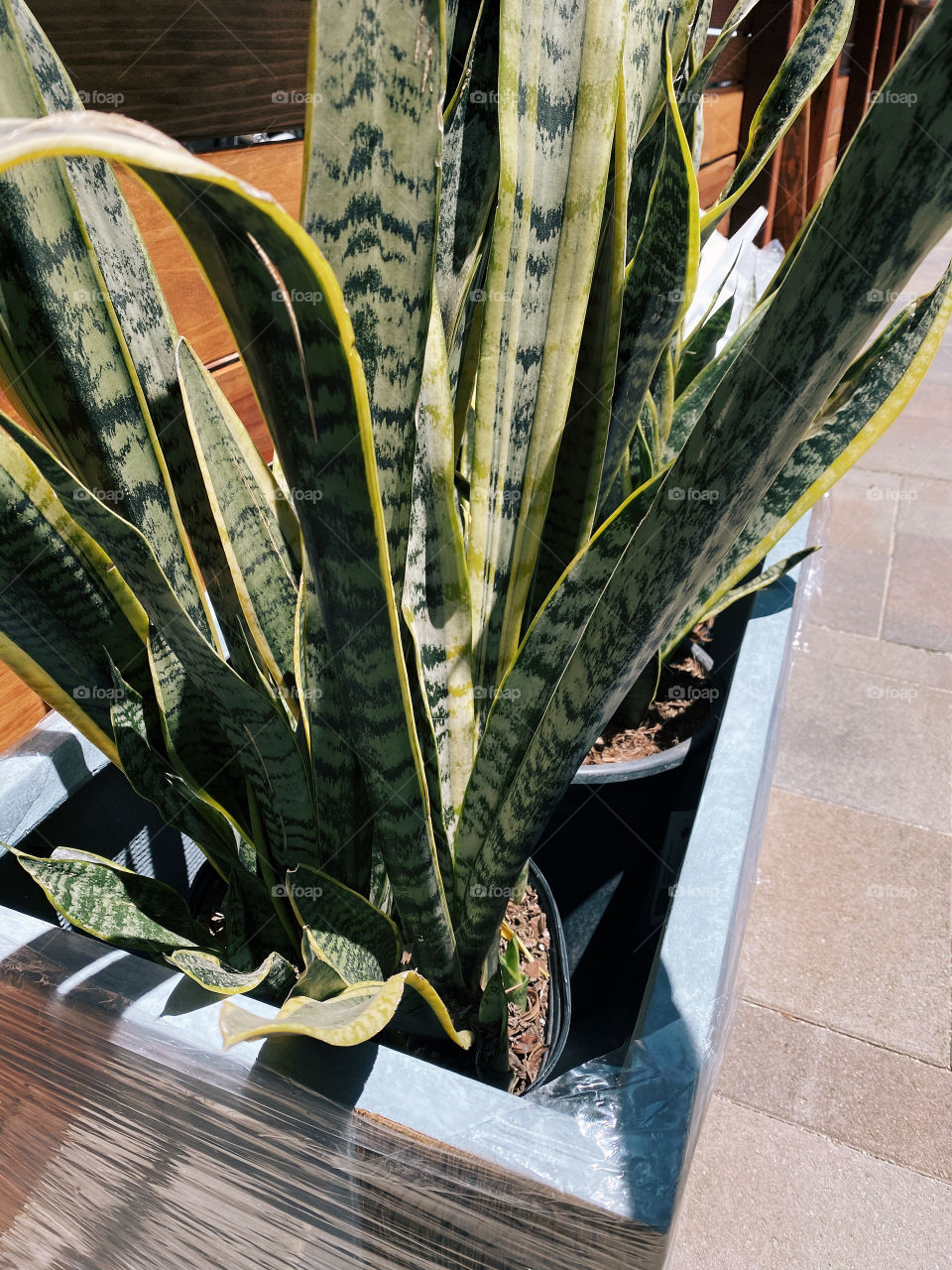 Snake plants