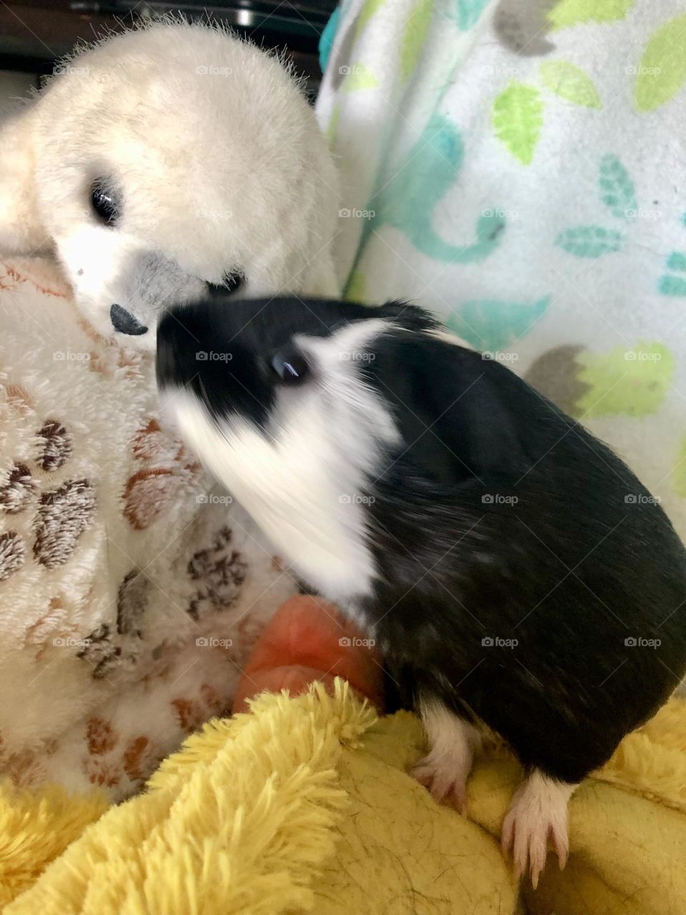 Jake loves his friend / toy seal baby & Jakey 