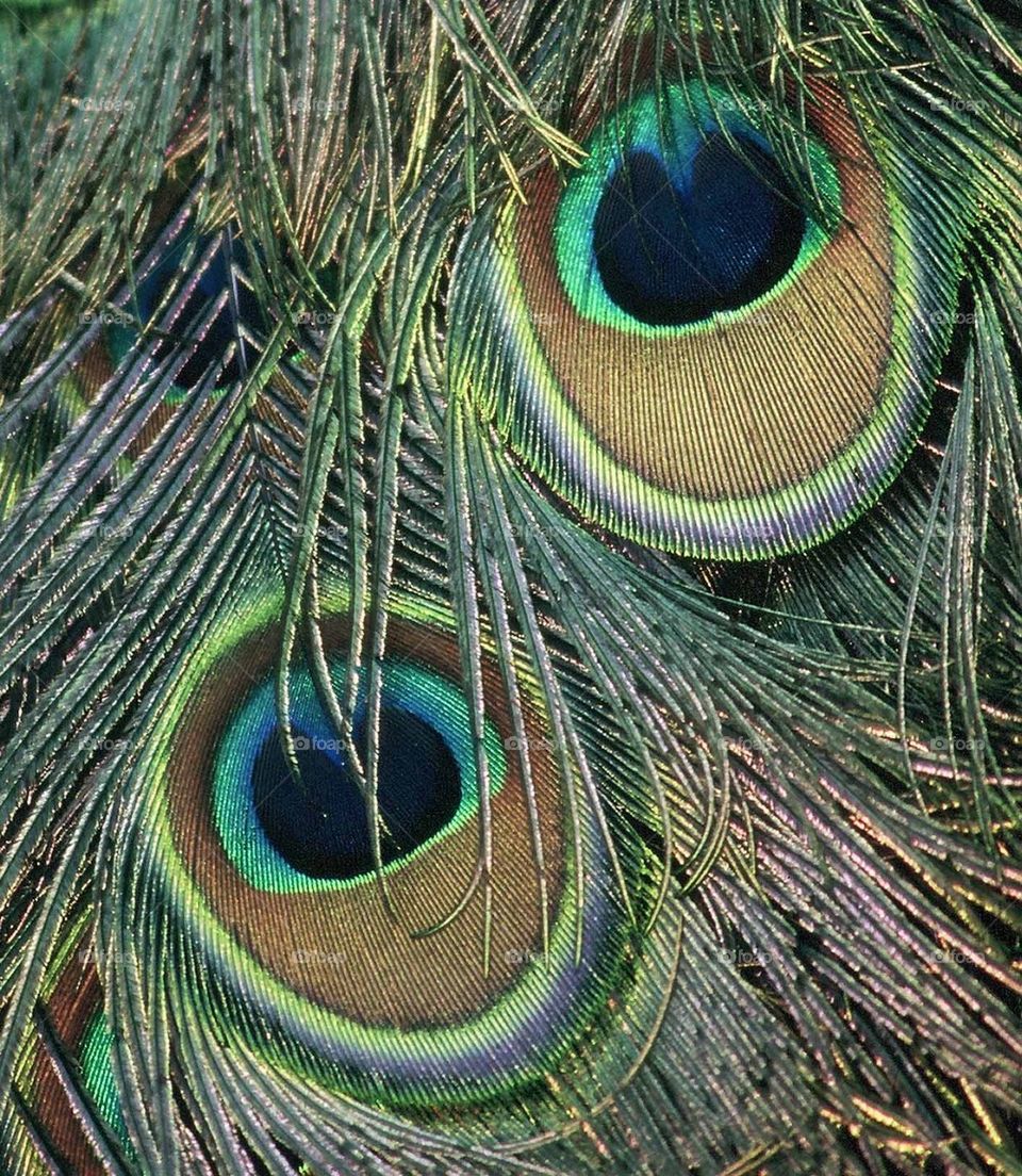 Peacock Feathers 