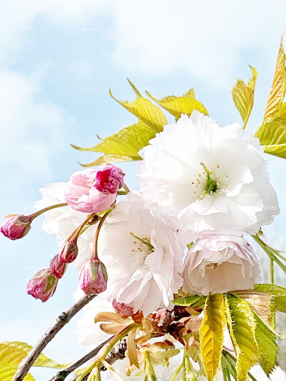 Cherry blossom flowers in spring season 