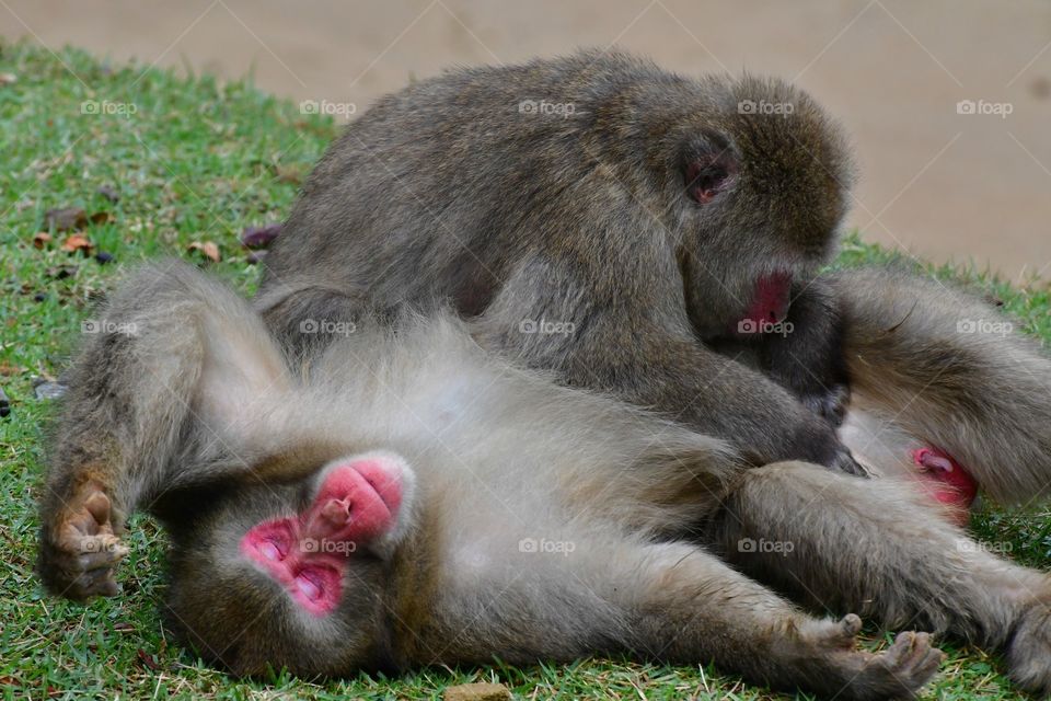 Japanese macaque grooming each other