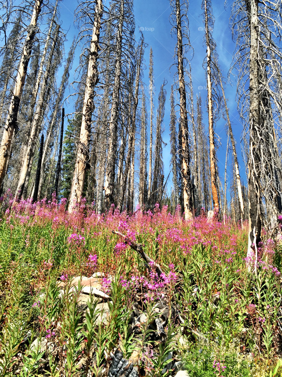 View of fireweed flower in forest