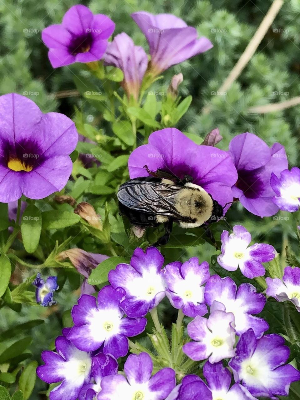 Honey bee pollinator purple petunias calibrachoa flowers petals blossoms glimmers small moments of happiness bumblebee bumble honeybee nature wildlife bugs insects leaves foliage neighborhood backyard landscaping container gardening patio plants