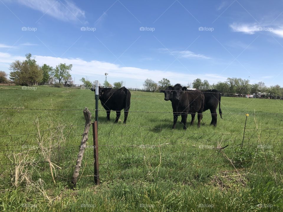 Cute cows in field