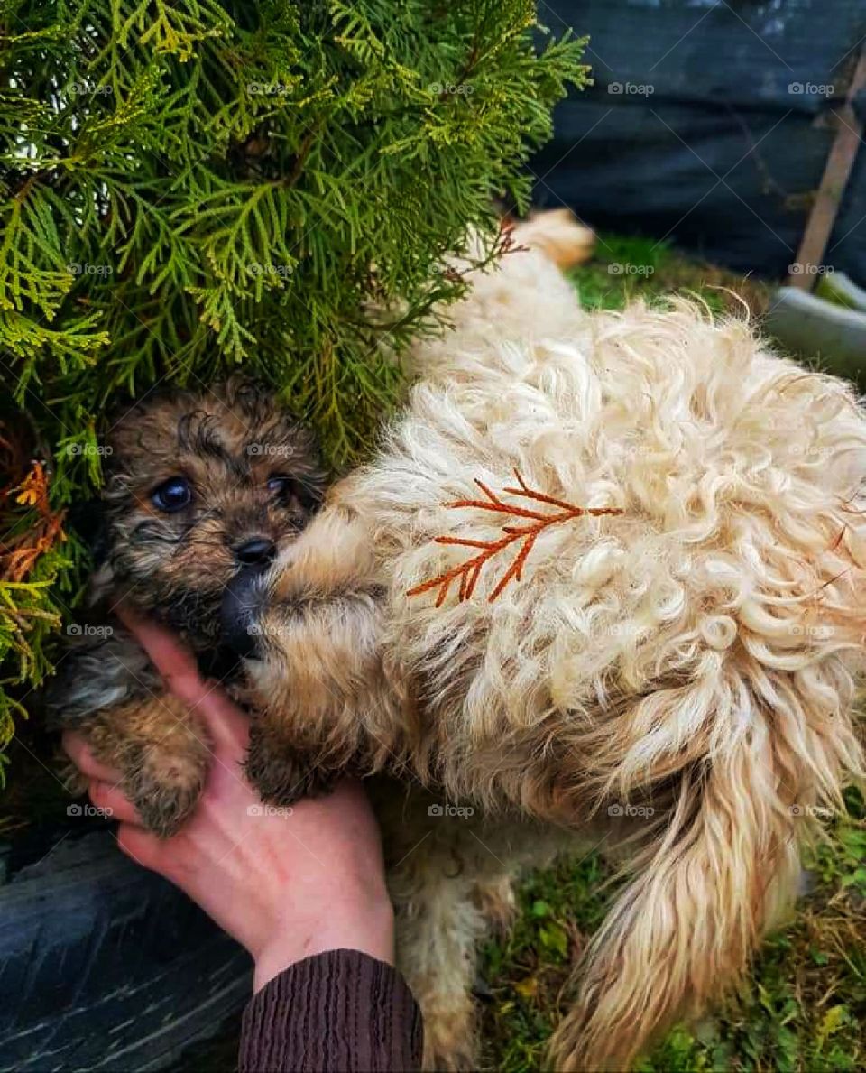 Affection among animals