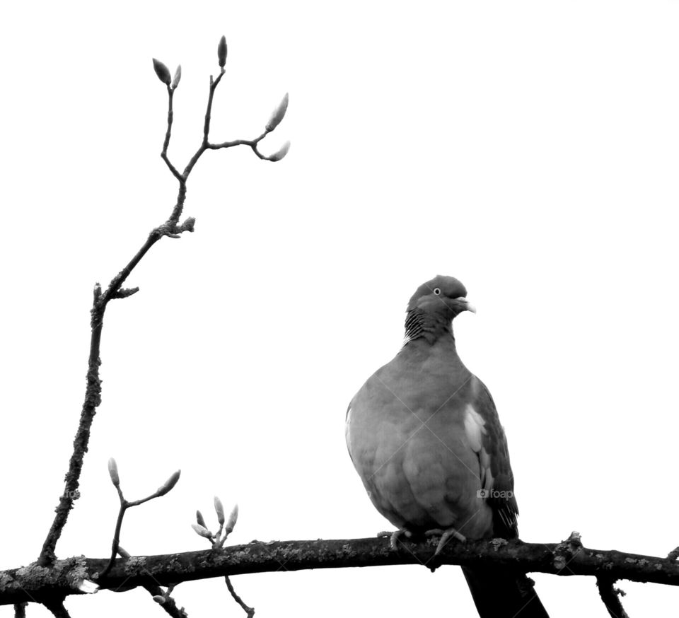 black and white pigeon