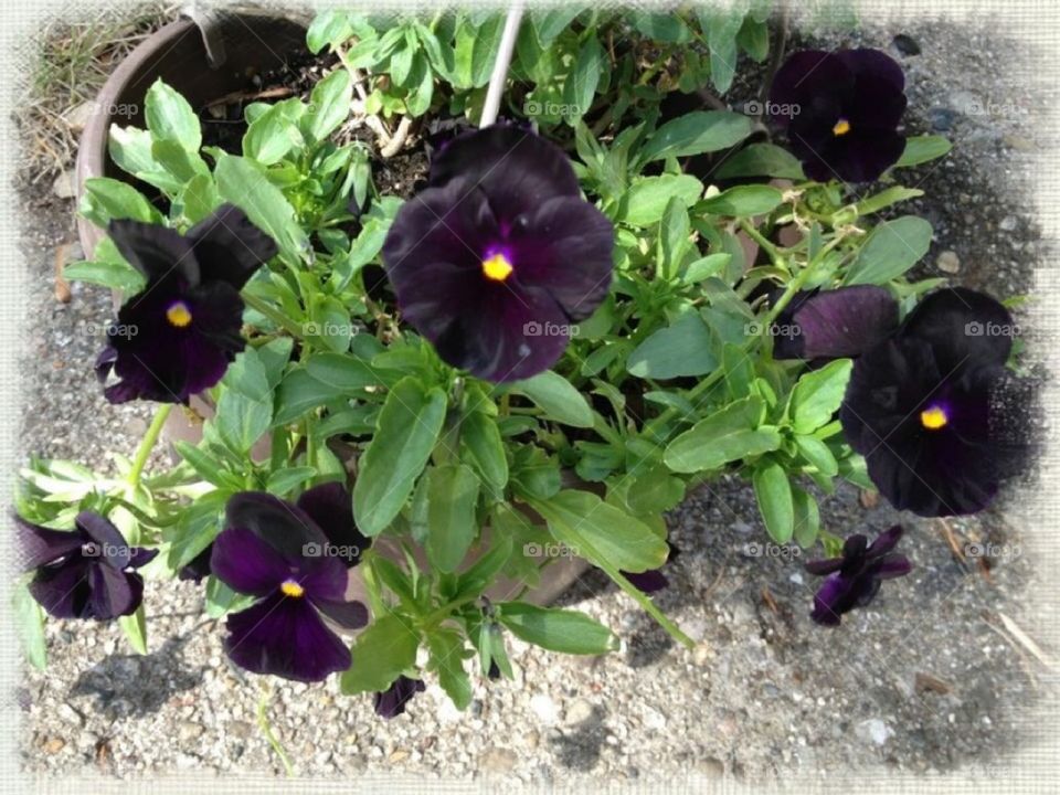 Pansies 