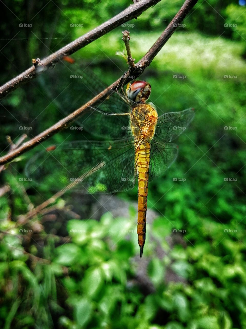 A dragonfly in the wild.
One of the most innocent creature but one of the mose feared. JK.