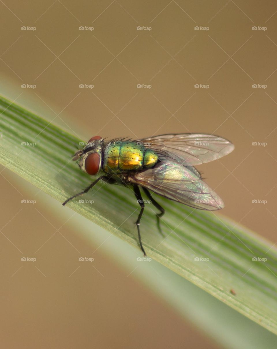 Common Green Bottle Fly taking a break on a blade of grass.