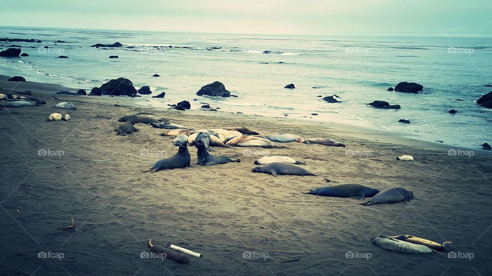 sea lions on CA coast