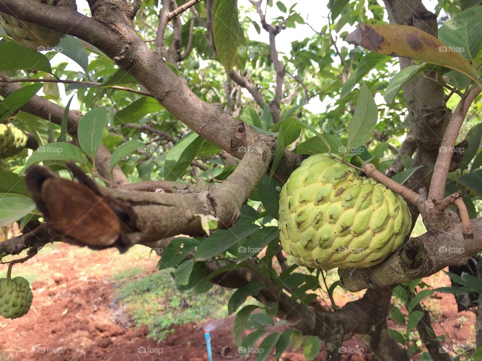 custard apple