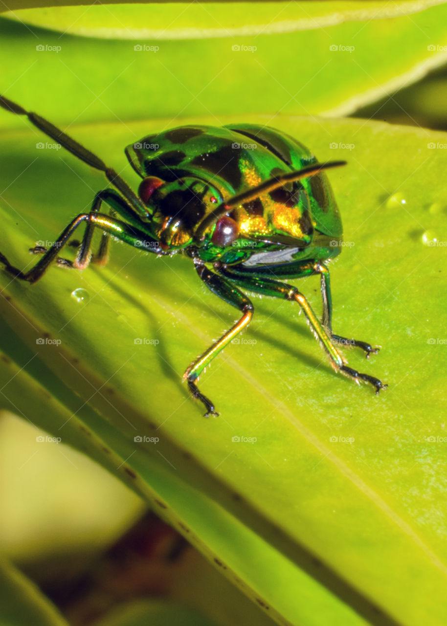 Macro insect at leaf