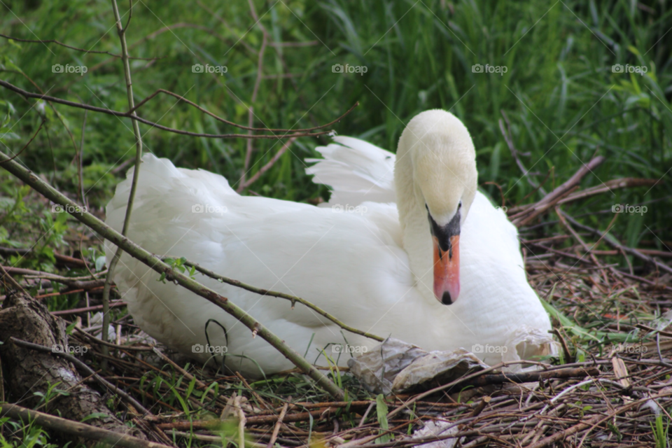 nature swan bird nest by Elina