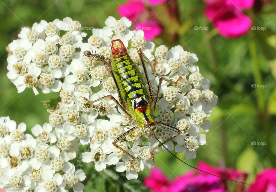 A grasshopper on the flower, close up