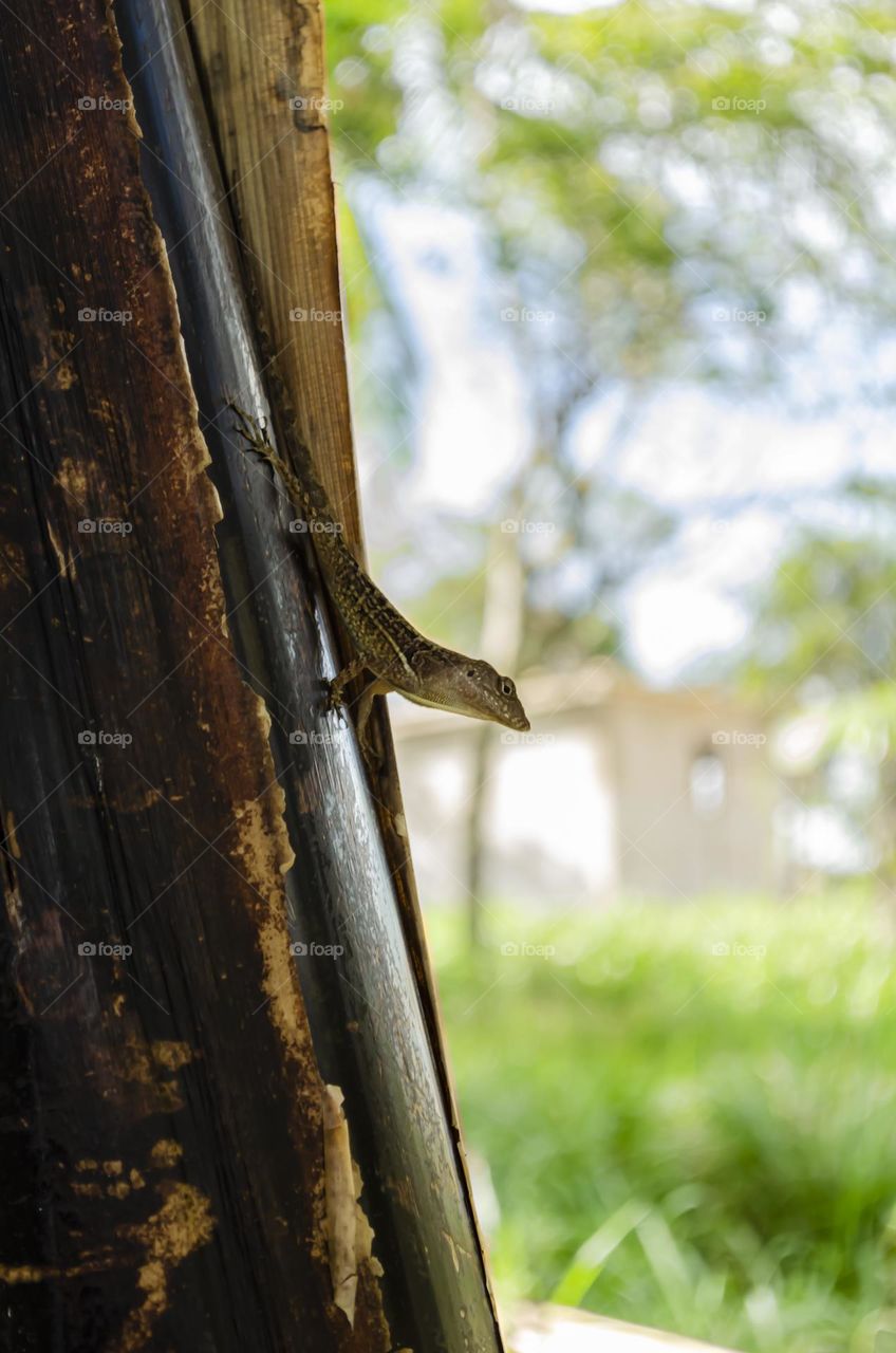 Lizard Signals From Banana Tree