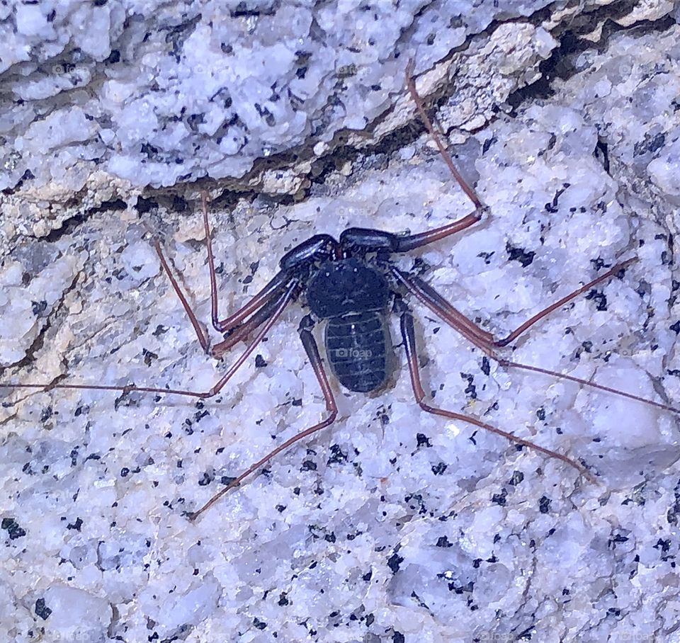 Tailess whipscorpion native to Arizona