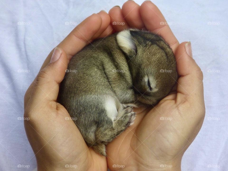 Baby rabbit