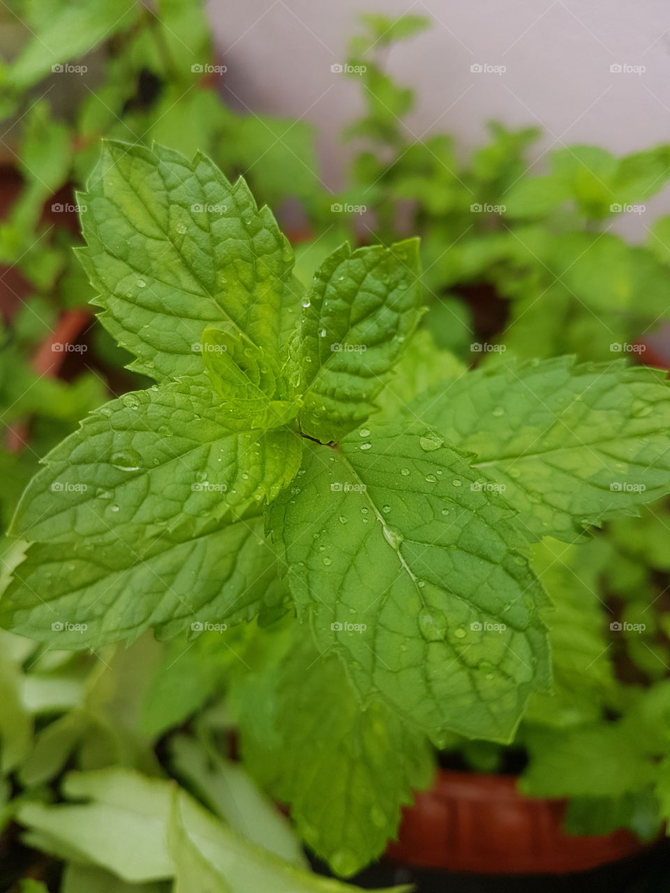 mint leaf