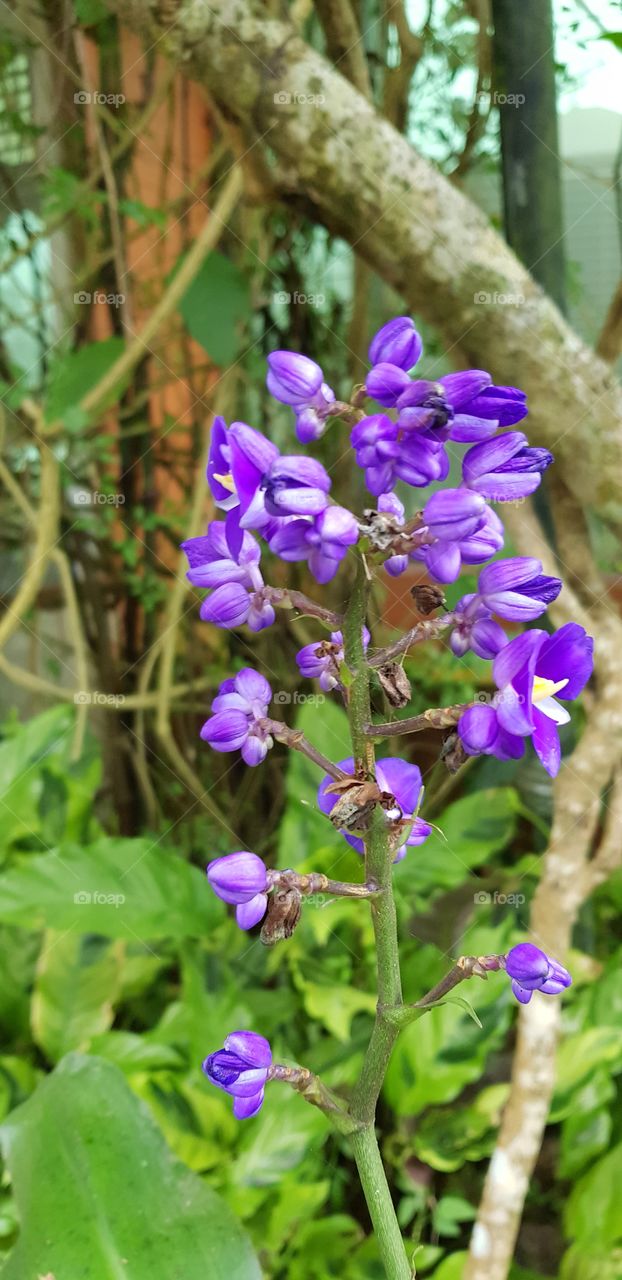 purple flowers