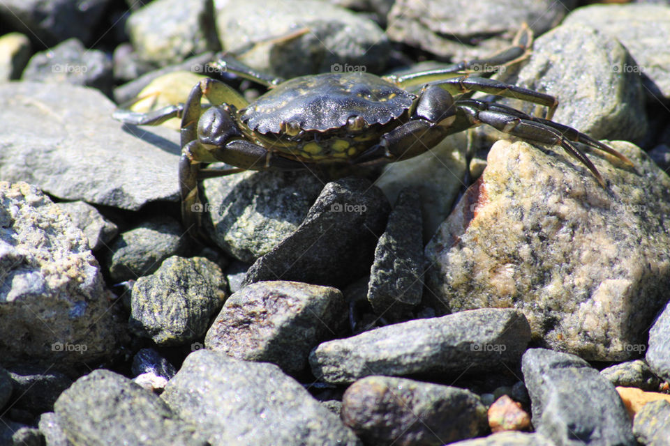 A crab on rocks..