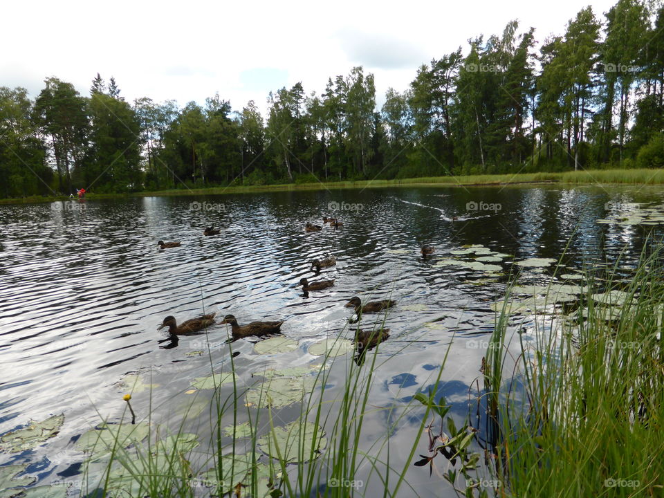 ducks in a pond