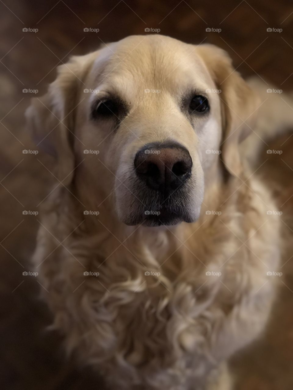 Nocas (Golden Retriever)