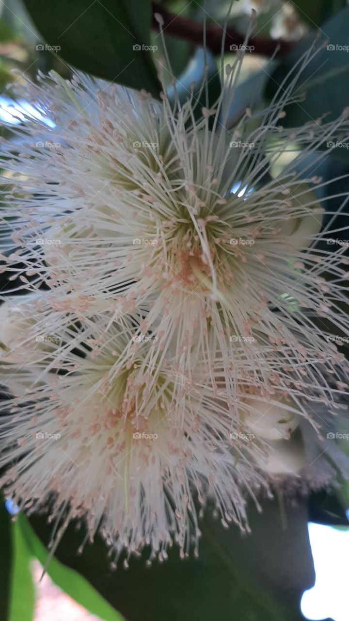 guavama flower