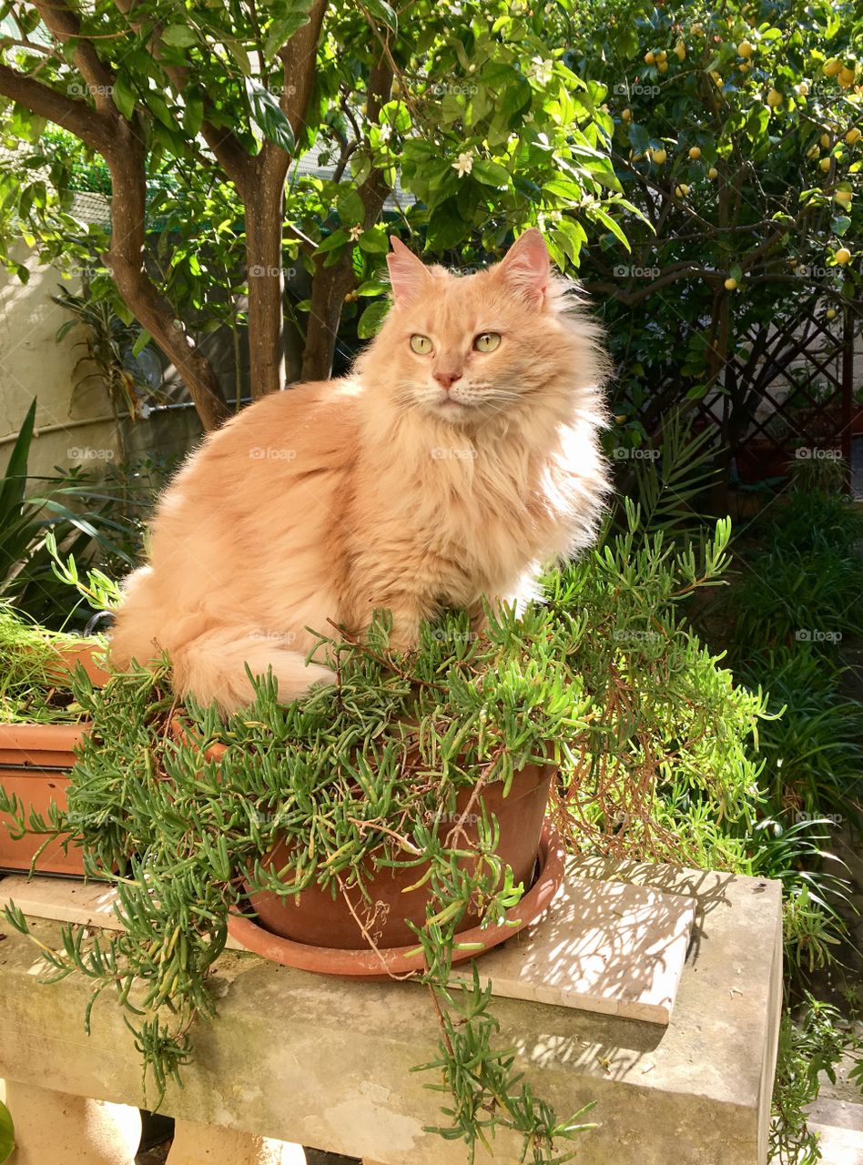 Cat sitting on plant pot
