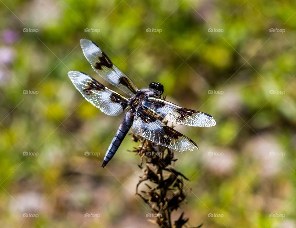 Dragonfly 