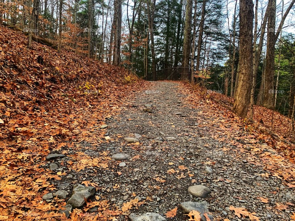 Take time to walk in nature - Robert H Treman State Park