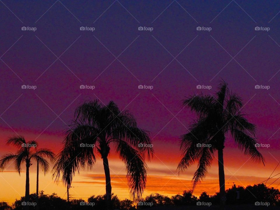 Palm trees and afterglow 