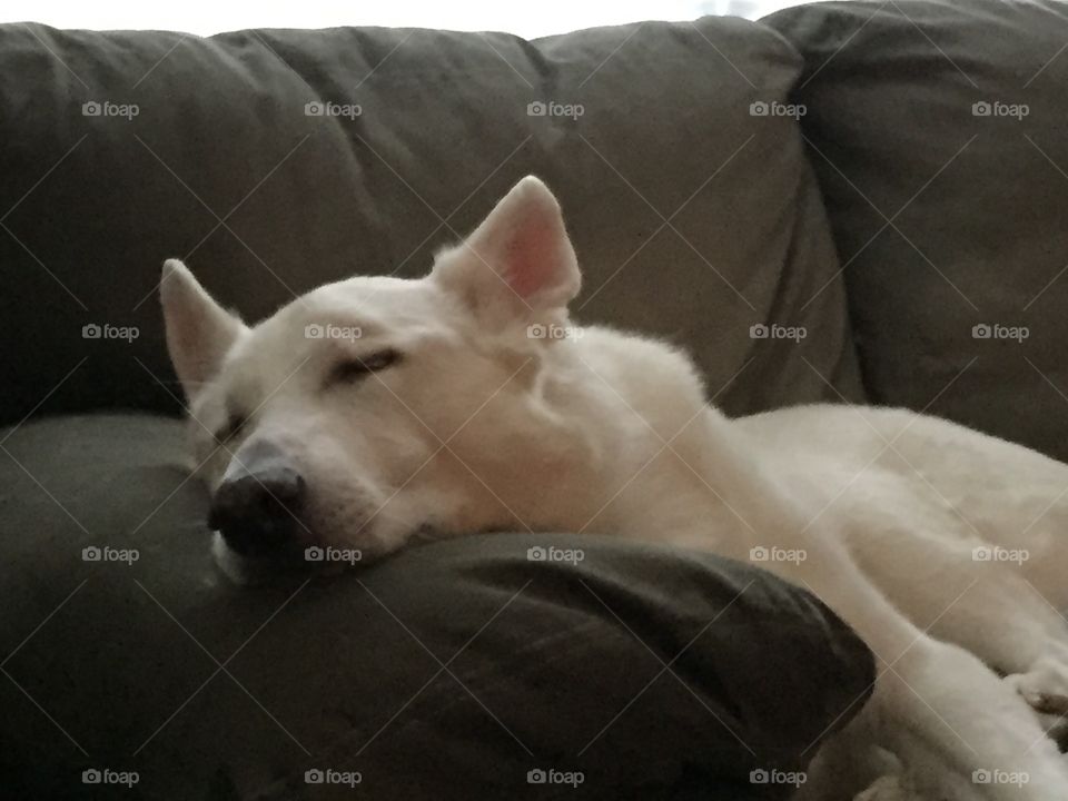 Sleeping dog