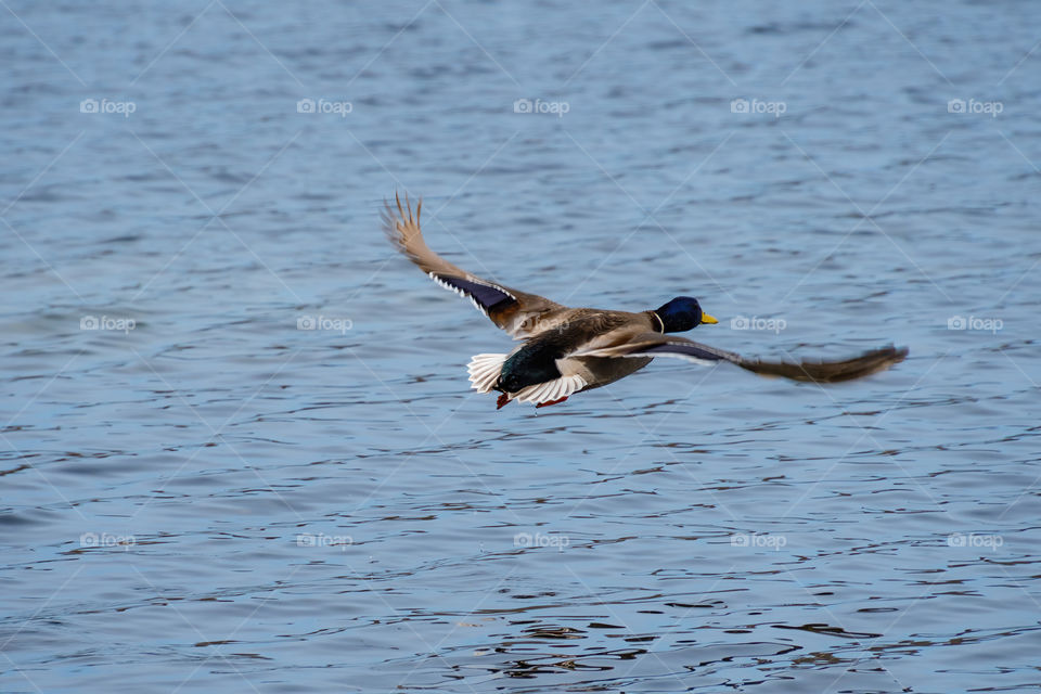 Medium fast shutter of a duck flying freely with a little bit of blur on the wings over the lake.