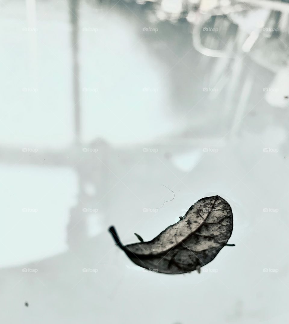 Dry Leaf Looking Like A Feather Floating In The Pool Water Under The Sun Through The Enclosure With Items Around Reflecting On The Water From The Morning Lighting, In Grey.