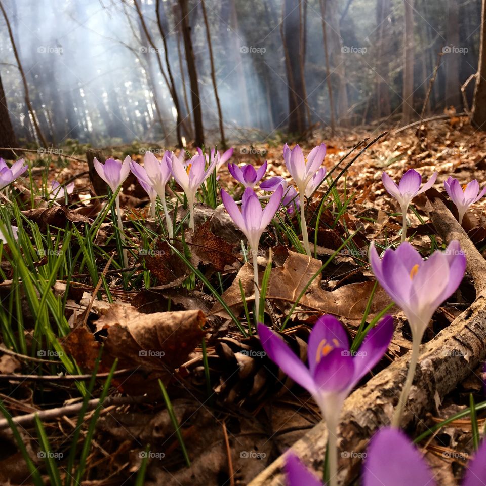 Crocuses in Brown Leaves, Smoke in Woods