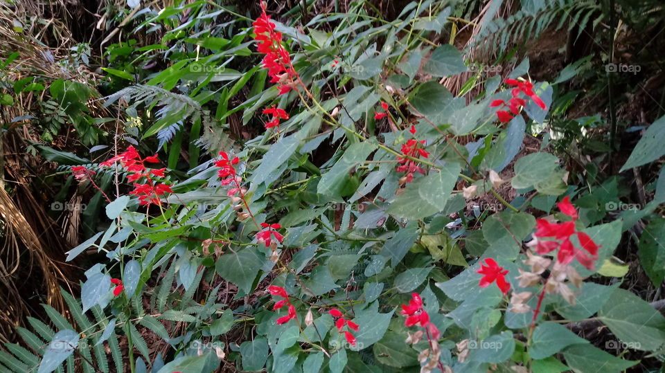 ARBUSTO FLORES VERMELHAS