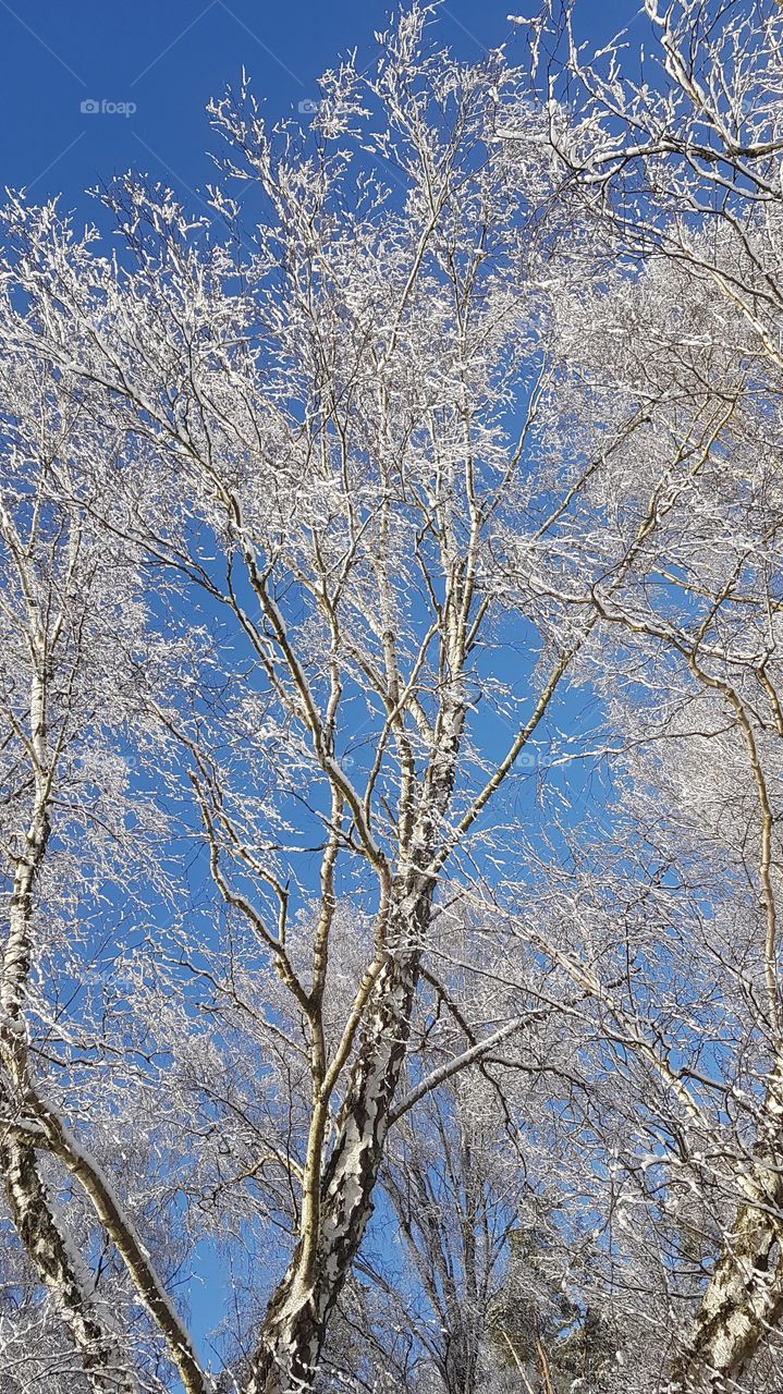 Birches trees with snow, clear blue sky- björkar träd med snö, klarblå himmel 