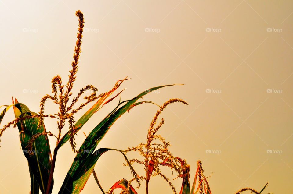 Corn