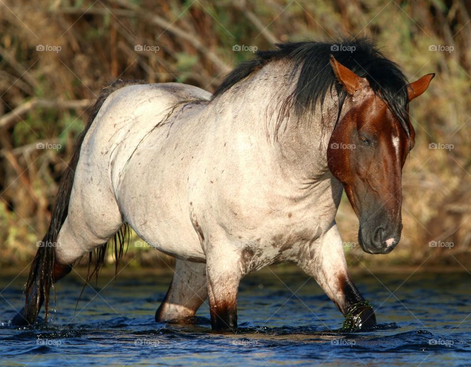 Wild Roan Stallion Crossing River