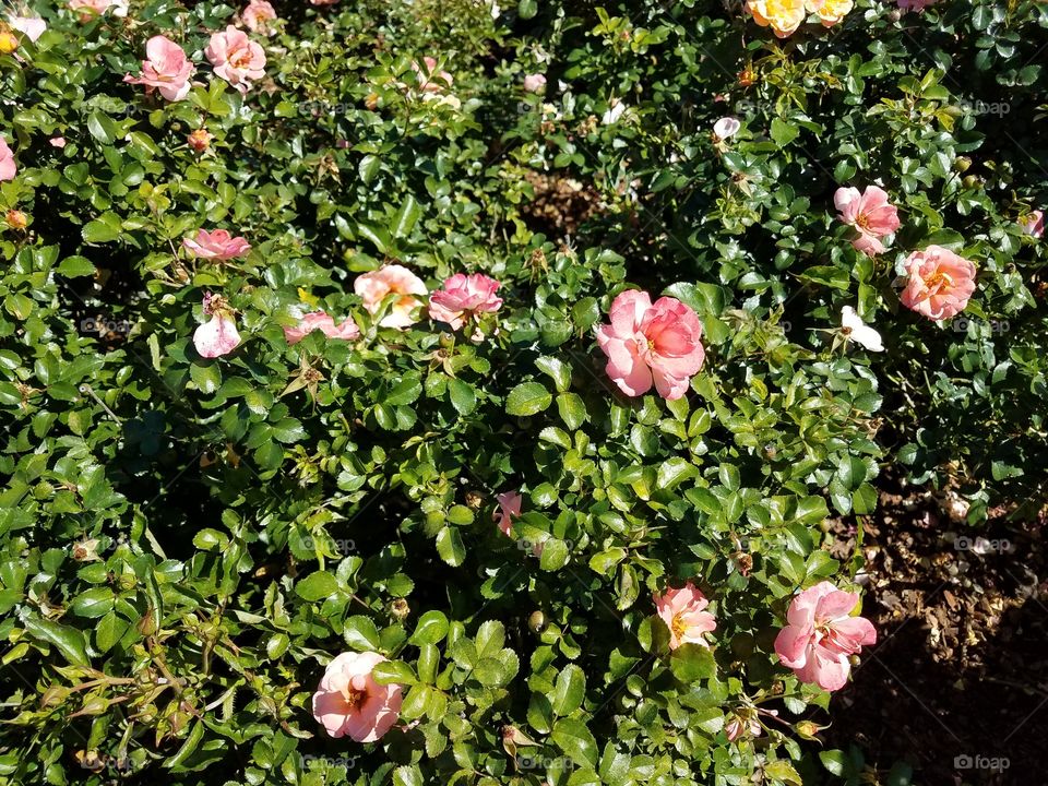 rosy roses