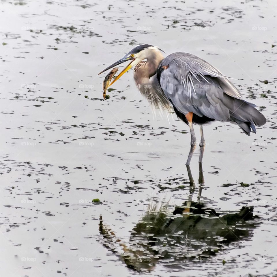 Great blue heron tossing a fish in its mouth