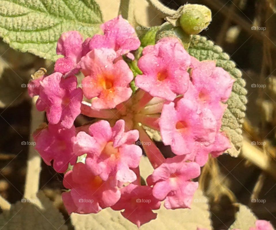 Amazing wonder flower images