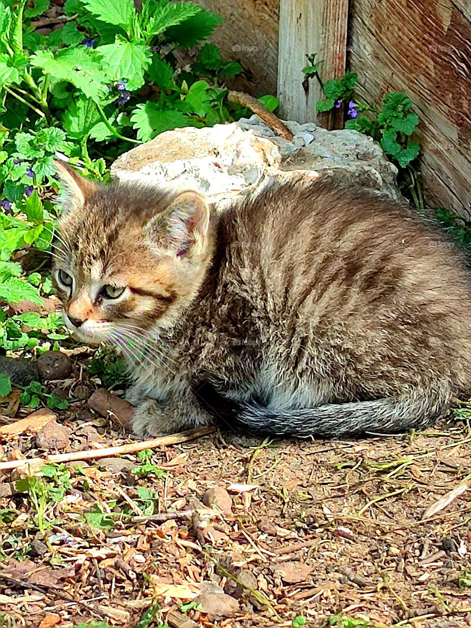 View from the ground.  A gray kitten lies and basks in the sun.  In the background green grass and a wooden old house