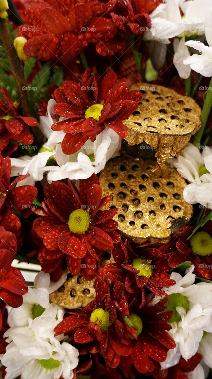 Red and white Chrysanthemum with gold lotus seed