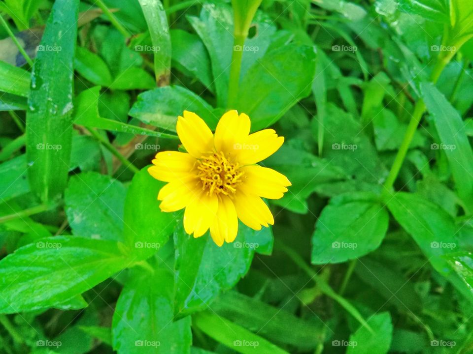walnut flower head which is fresh yellow and has bloomed perfectly looks beautiful, attractive, in Kalimantan Indonesia