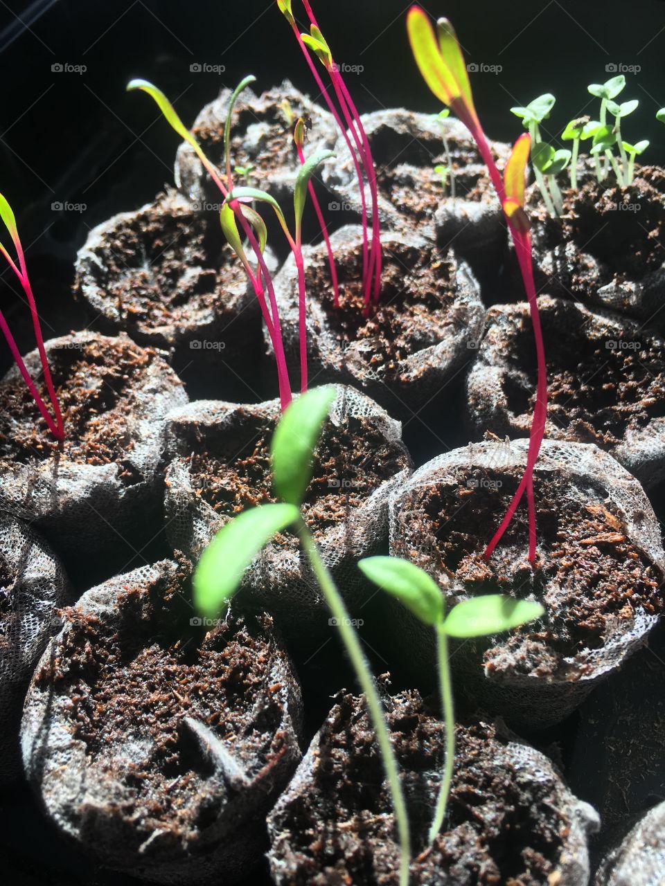 Seedlings/sprouts 