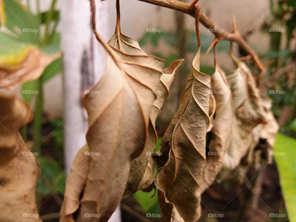 dryleef tree dry leaf 146@$