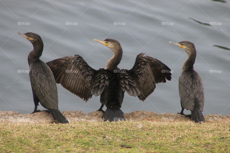 Three Cormorants on the Lakeshore