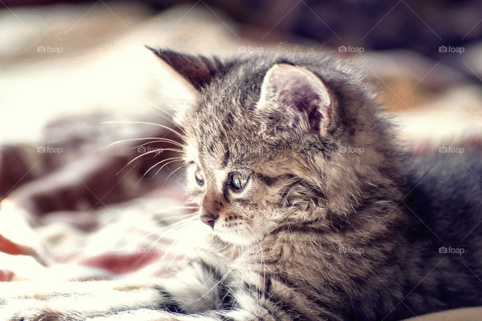 cute cat